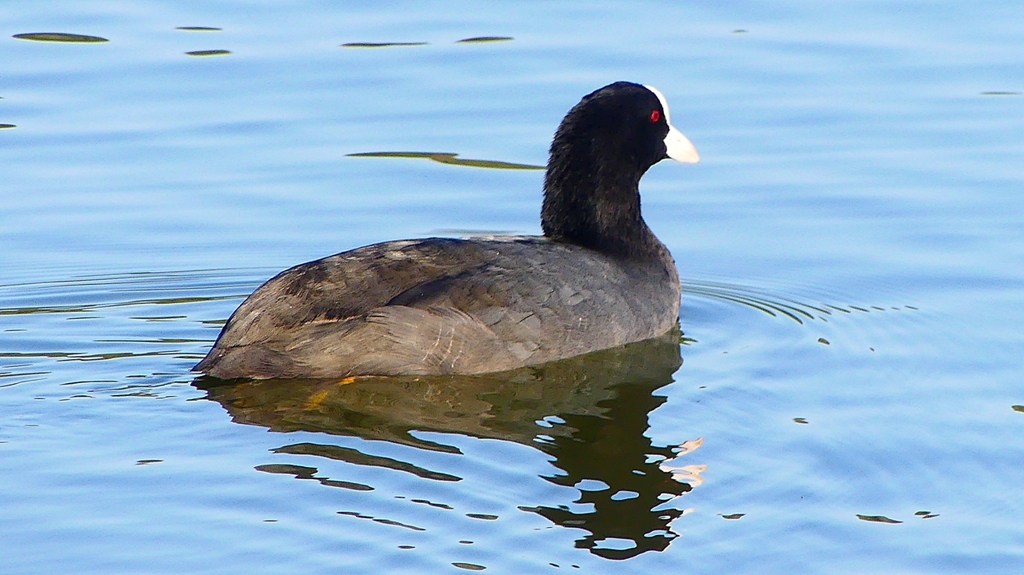 P2360039：オオバン