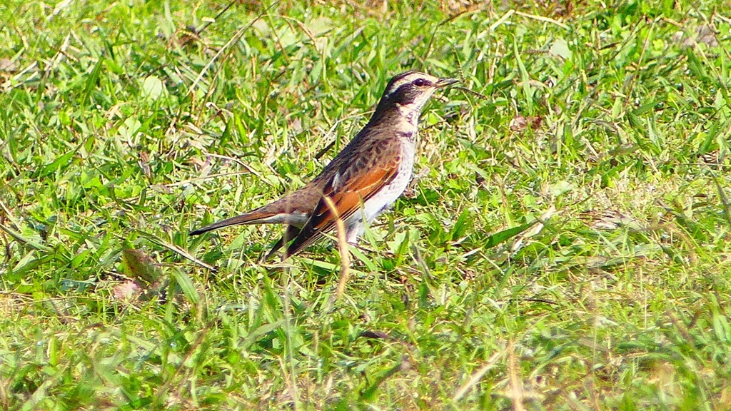 P2350789：ツグミ