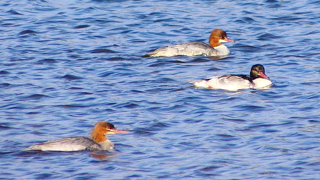 P2390020カワアイサ