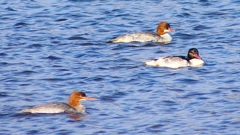 P2390020カワアイサ