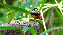 P2360269：ヤマガラ