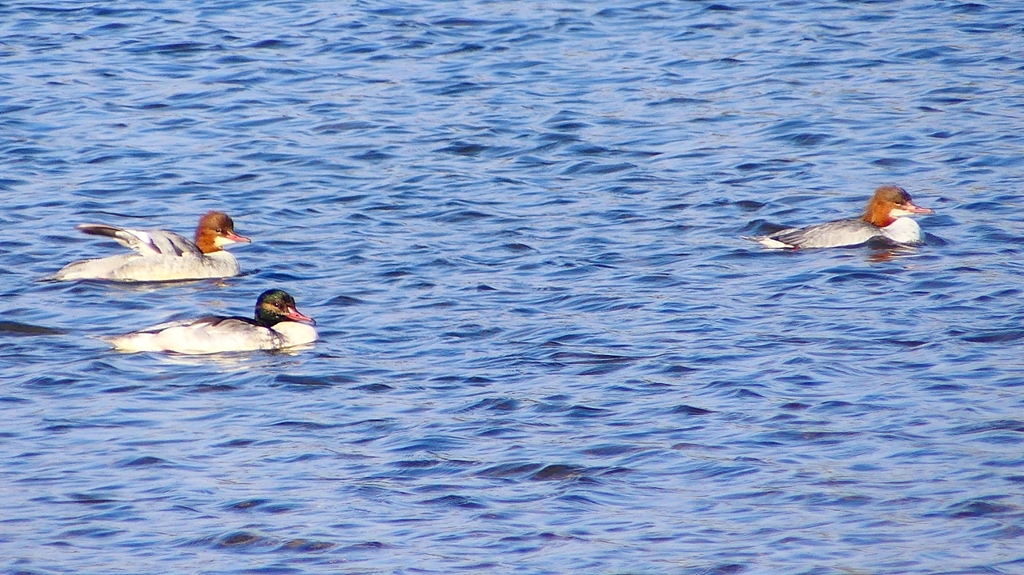 P2390008カワアイサ