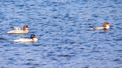 P2390008カワアイサ