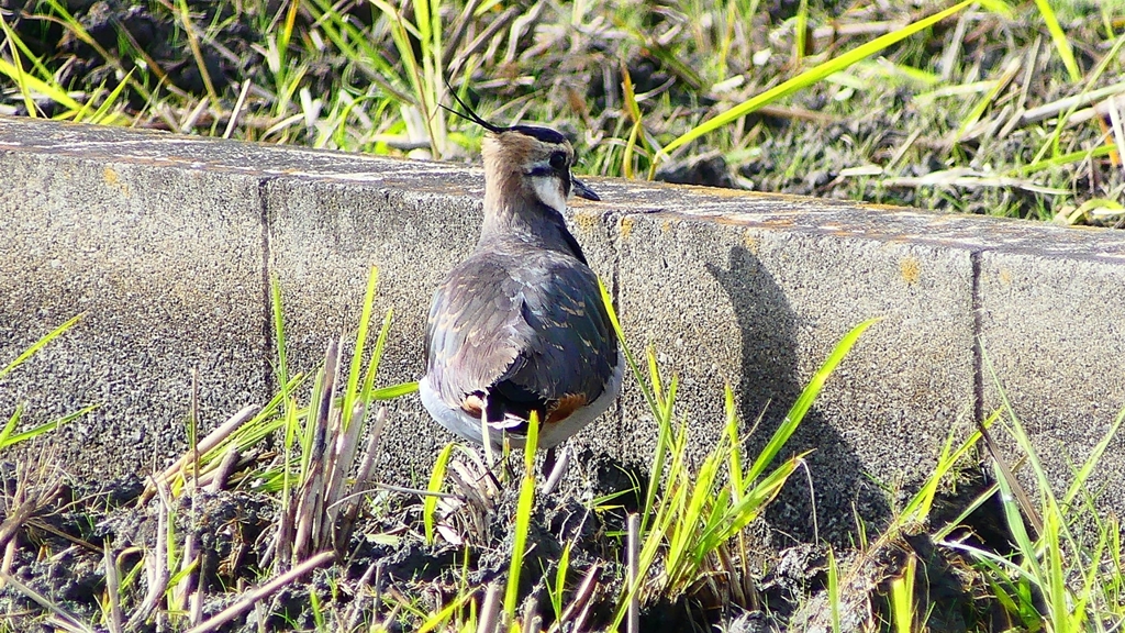 P2340716：タゲリ
