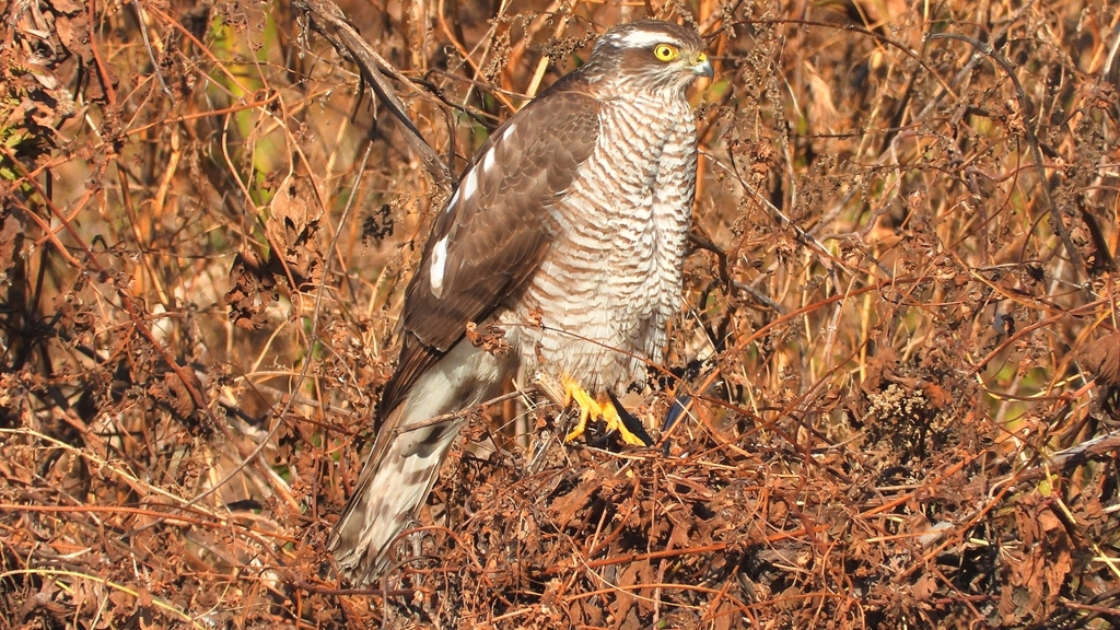 DSCN5516：ハイタカ