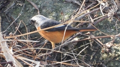 DSCN0692：ジョウビタキ（オス）