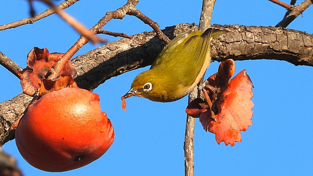 DSCN6980：メジロ