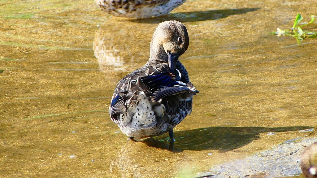 P2330579：コガモ