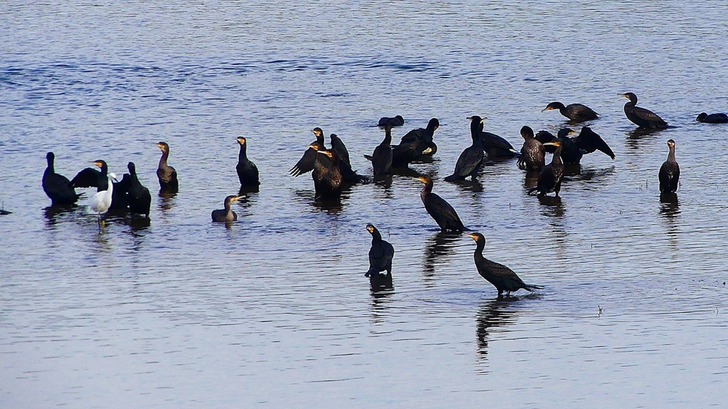 P2360812：カワウ他