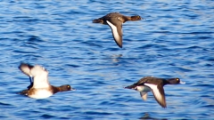 P2380208：飛ぶキンクロハジロ