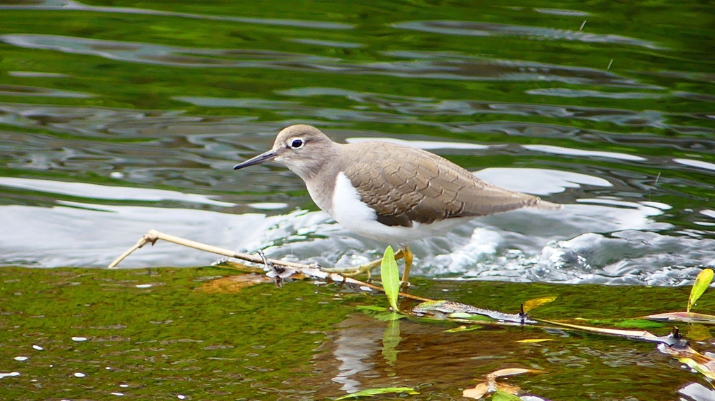 P2290039：イソシギ