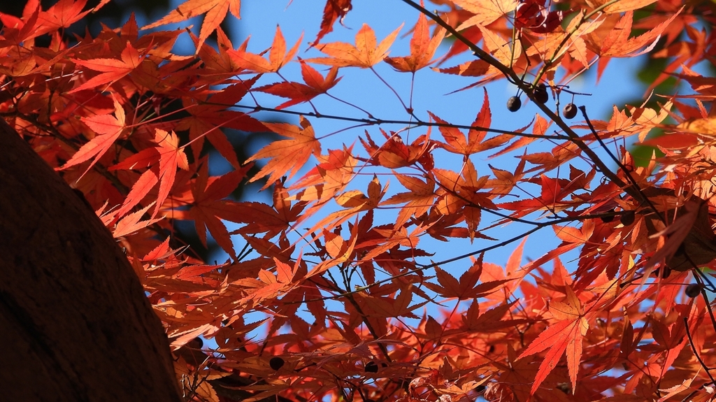 DSCN1326：紅葉