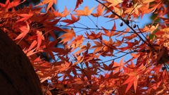 DSCN1326：紅葉