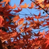 DSCN1326：紅葉