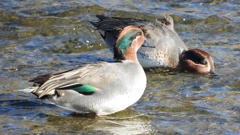 DSCN1719：コガモ（オス）