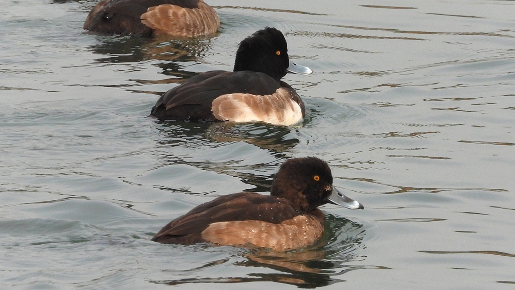 DSCN7180：キンクロハジロ