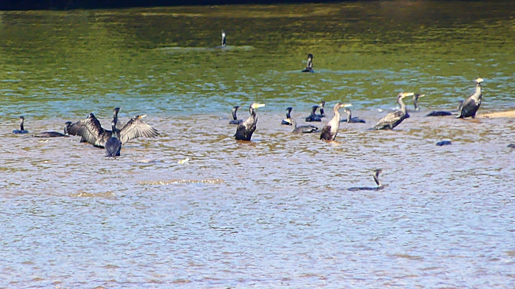 P2330245：カワウの狩り