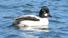 DSCN5595：ホオジロガモ（オス）