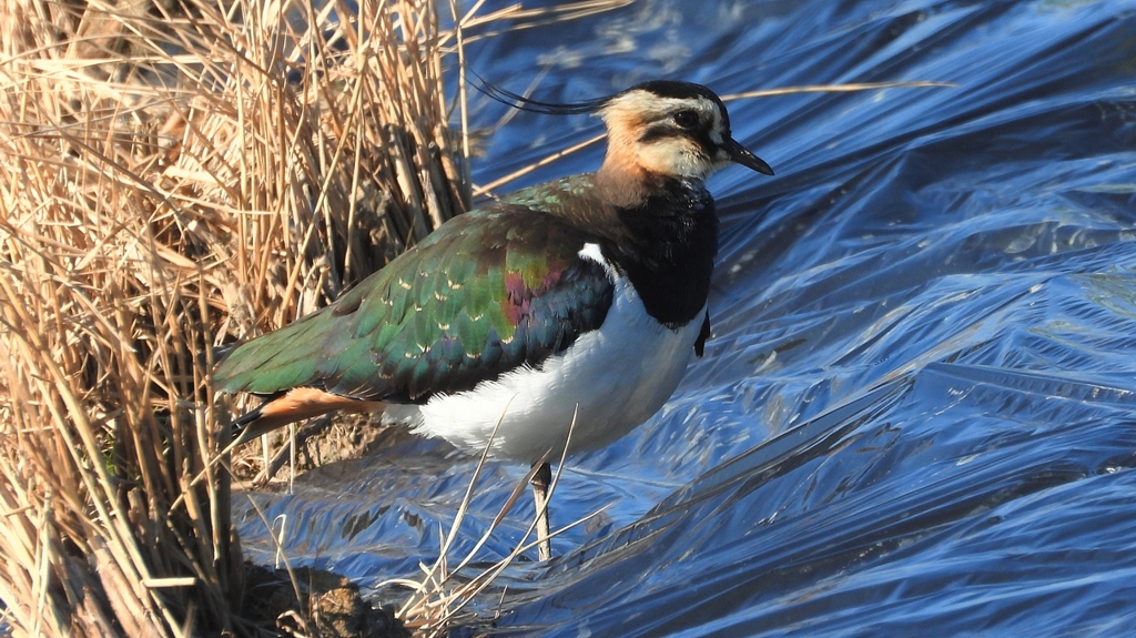 DSCN6656：タゲリ