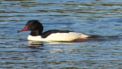 DSCN5350：カワアイサ（オス）