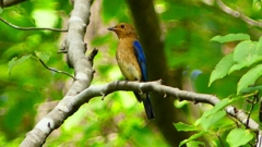 P2260748：オオルリ（オス若鳥）