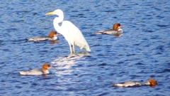 P2390047カワアイサ他