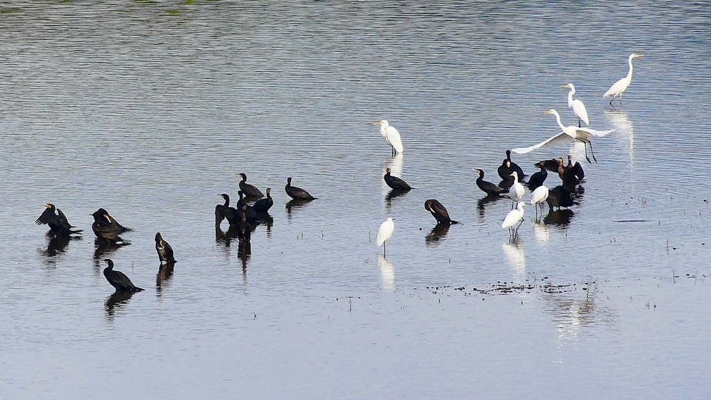 P2360863：カワウ他