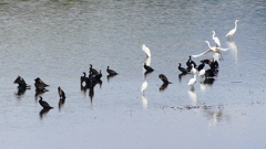 P2360863：カワウ他