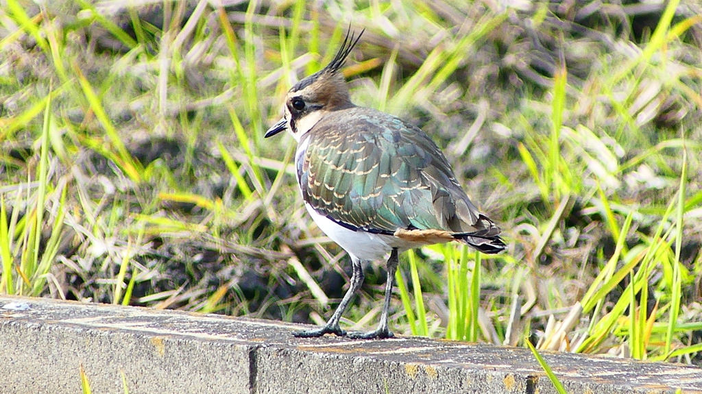 P2340817：タゲリ