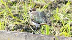 P2340817：タゲリ