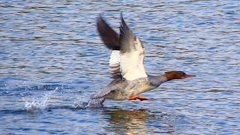 P2390236：飛ぶカワアイサ（メス）