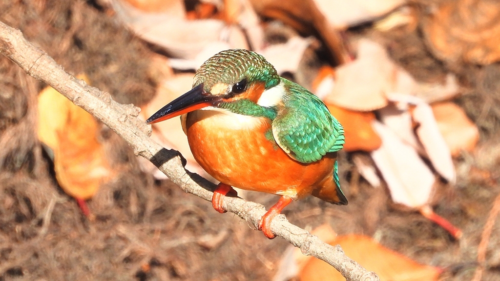 DSCN8939：カワセミ（メス）