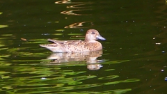 P2340115：トモエガモ（メス）