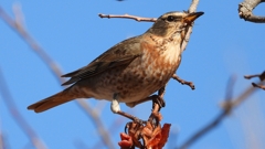 DSCN8781：ハチジョウツグミ