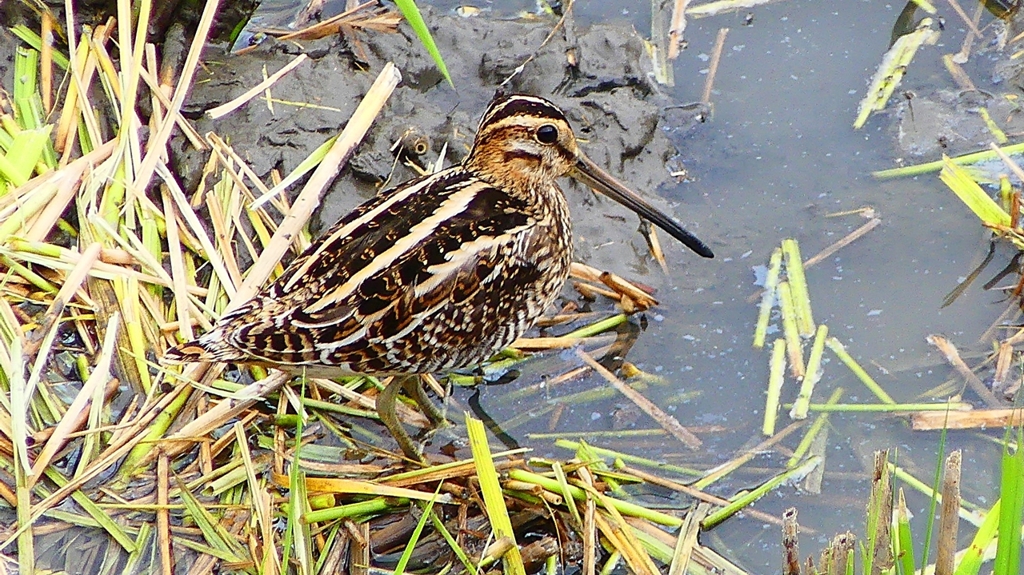 P2280800：タシギ