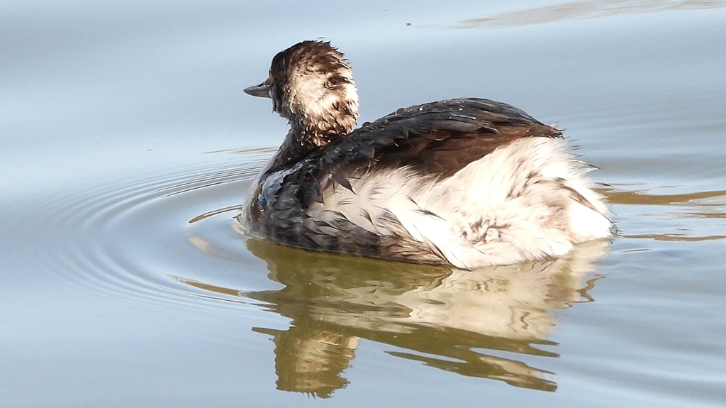 DSCN8008：ハジロカイツブリ