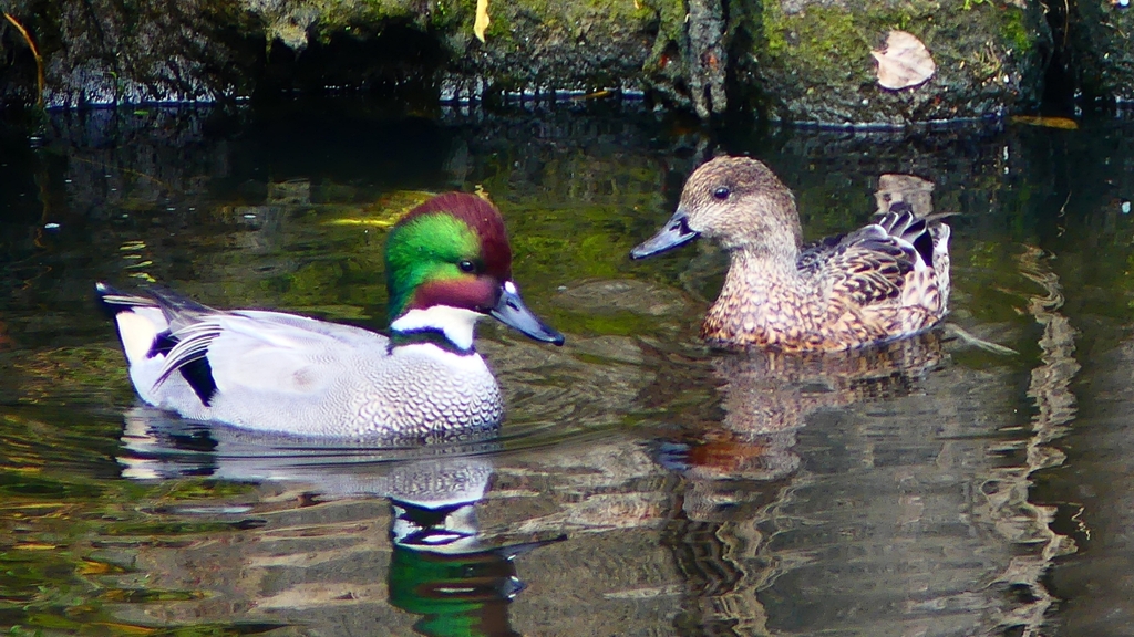 P2390747：ヨシガモ