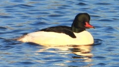 DSCN6336：カワアイサ