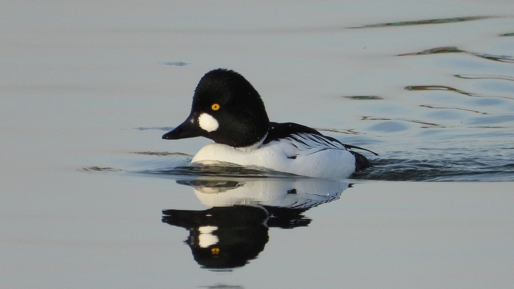 DSCN2437：ホオジロガモ（オス）