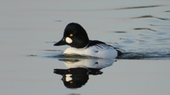 DSCN2437：ホオジロガモ（オス）