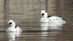 DSCN3188：ミコアイサ（オス）