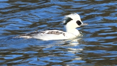 DSCN7079：ミコアイサ（オス）