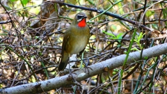 P2300932：ノゴマ（オス）