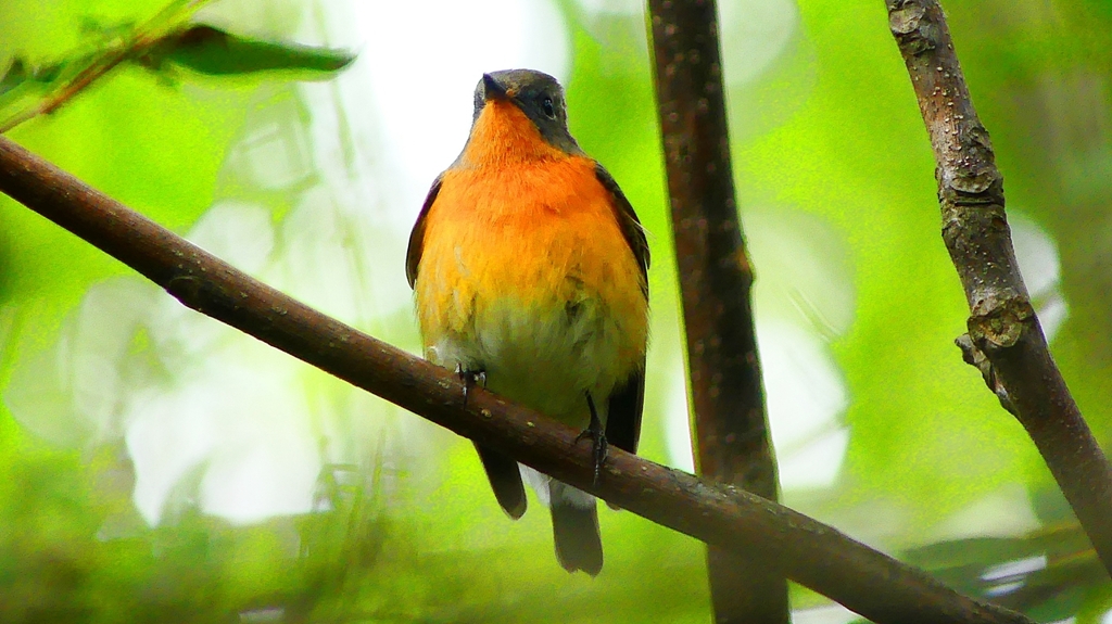 P2320383：ムギマキ（オス若鳥）