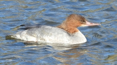 DSCN1534：カワアイサ（メス）