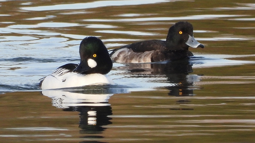 DSCN2426：ホオジロガモ（オス）、キンクロ