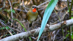 P2310185：ノゴマ（オス