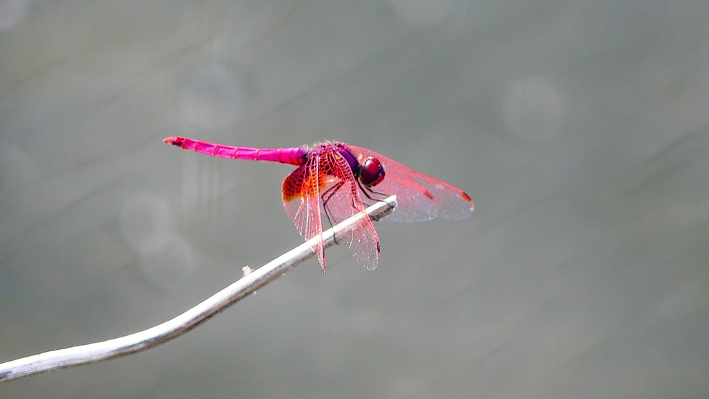 P2290147：ベニトンボ（オス）