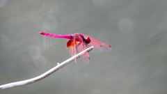 P2290147：ベニトンボ（オス）