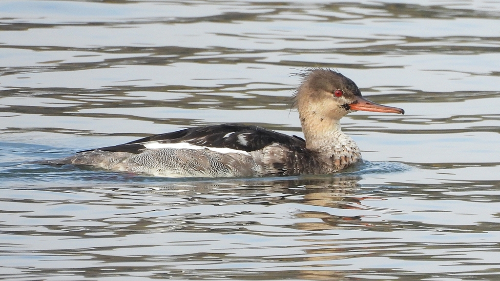 DSCN4465：ウミアイサ（オス）